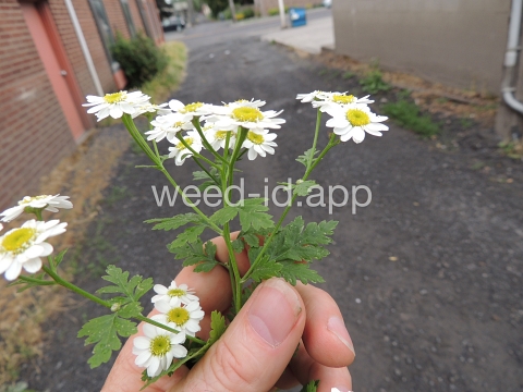 feverfew